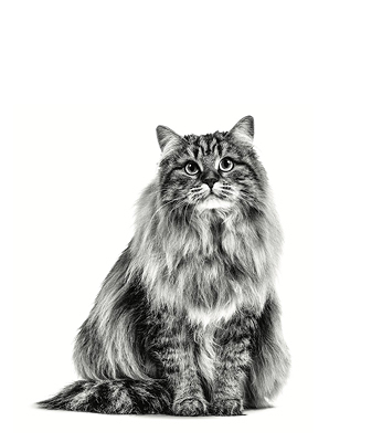 Выбор питомца - кошка